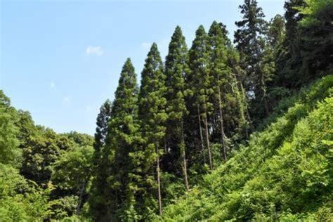 杉樹種類|木材の種類と特性